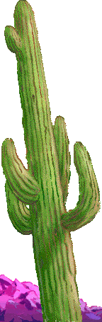 Saguaro cactus, the largest in the world.